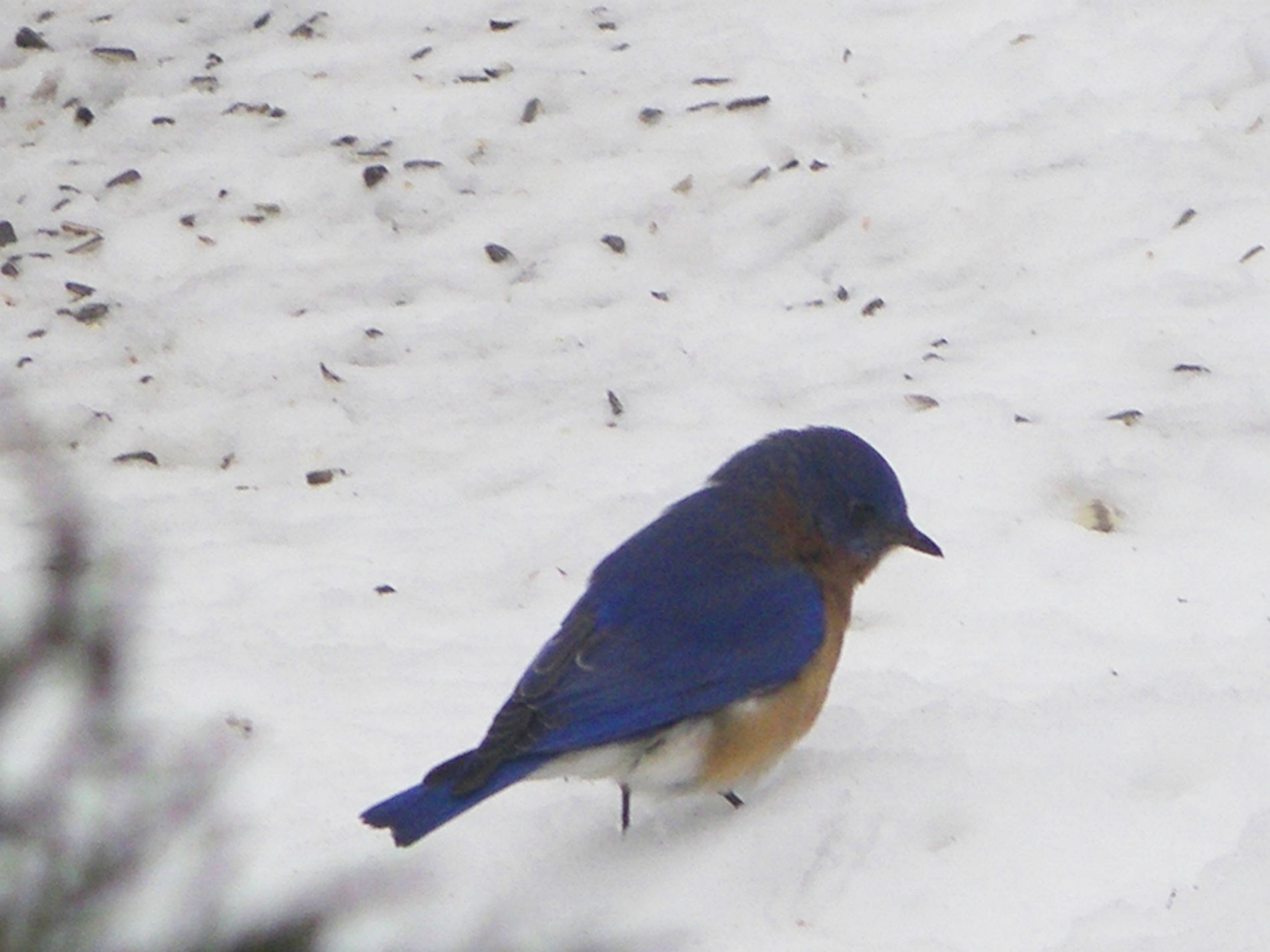 Blue on White.